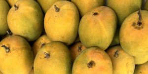 Ratnagiri Alphonso Mango