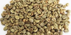 Premium Quality Robusta Beans