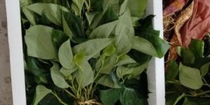 Sweet Betel Leaf Plant