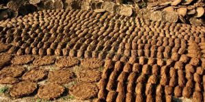 Cow Dung