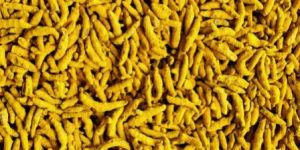 Single Polish Turmeric Finger