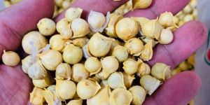 Kashmiri Mountain Garlic