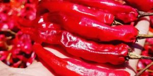 Guntur Red Chilli