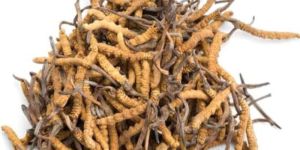 Cordyceps