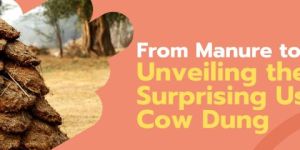 Cow Dung