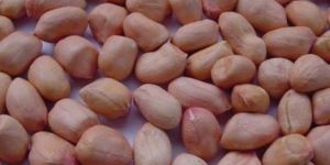 Raw Peanut Kernel