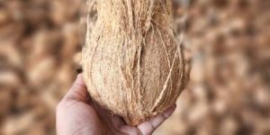 Fresh Brown Coconut