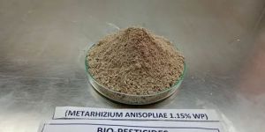 Metarhizium Anisopliae