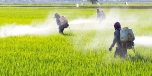 Liquid Biofertilizer