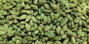 Green Cardamom