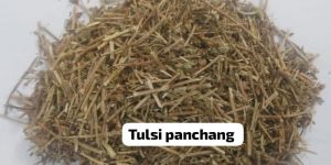 Tulsi Panchang