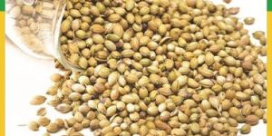 Coriander Seeds