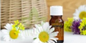 German Chamomile Oil