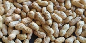 Roasted Groundnuts