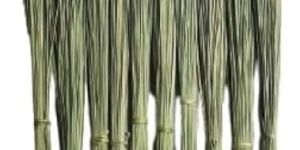 Dharbai Grass