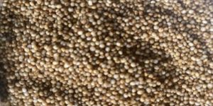 Unpolished Kodo Millet