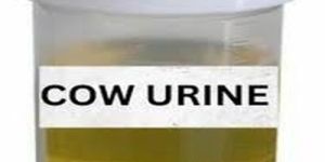 Cow Urine