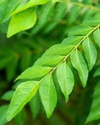 Curry Leaves Kari Patta