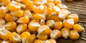 Maize Seeds