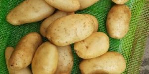 Santana Potato