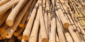 Bamboo Poles