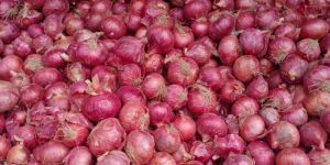 Onions