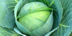 Fresh Cabbage