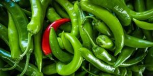 Fresh Green Chilli