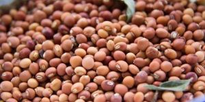 Pigeon Pea Pulses