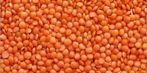 Red Lentil Pulses