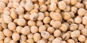 Soybean Pulses