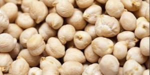 White Chickpeas Pulses
