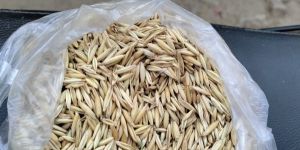 Oat Seeds