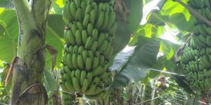 Cavendish Bananas