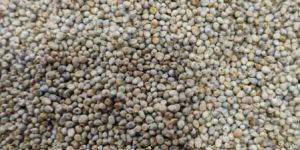 Green Millets