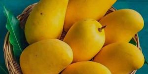 Kesar Mango