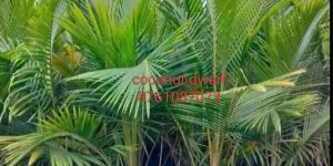 coconut dwarf plant