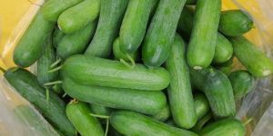 Organic English Cucumber