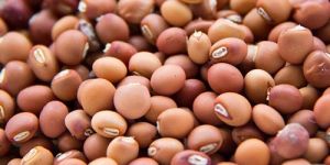 lentils pigeon peas