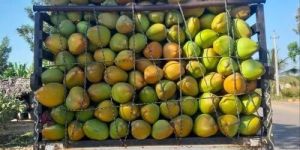 A Grade Green Tender Coconut