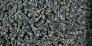 Nagkesar Seeds
