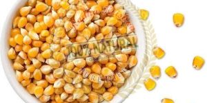 Oraginc Maize Seeds