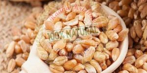 Organic Wheat Grain