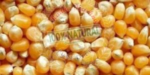 Raw Maize Seeds