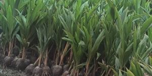 Coconut Plants