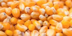 Yellow Maize