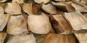 Raw Areca Leaf
