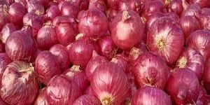 a Grade Fresh Red Onion