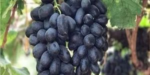 A Grade Nashik Black Grapes