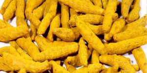 Dry Yellow Turmeric Finger